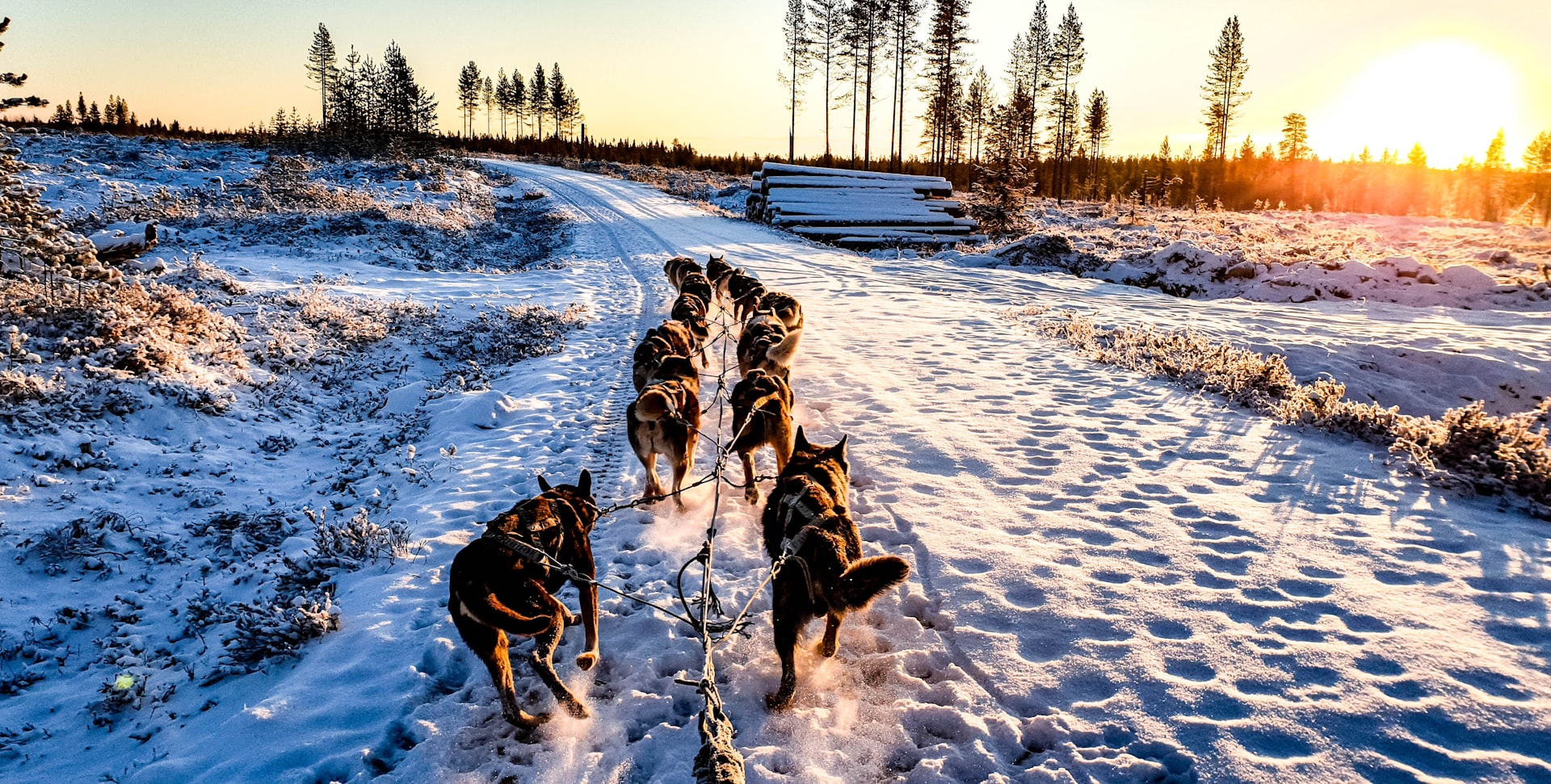 pack of dogs